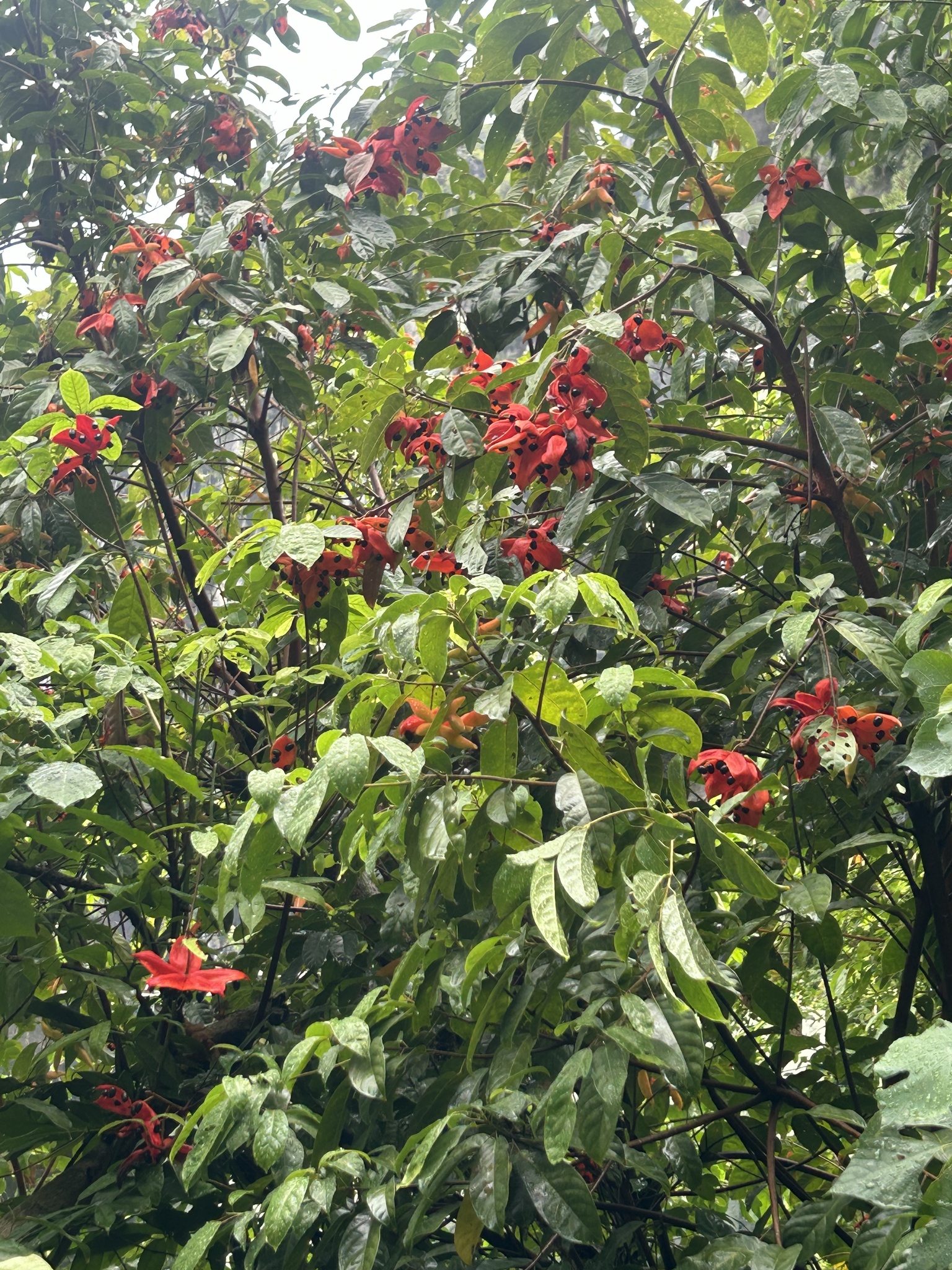 Sterculia lanceolata (Sterculia lanceolata)