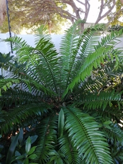 Encephalartos altensteinii