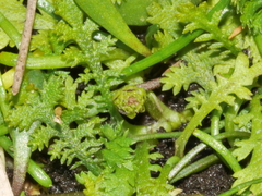 Leptinella tenella