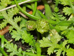Leptinella tenella