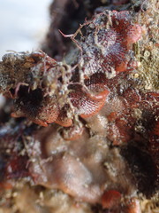 Watersipora cucullata