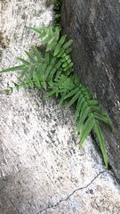 Pteris vittata