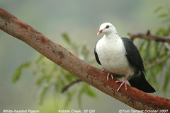 White-Headed Pigeon photo 4