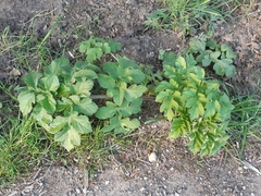 Heracleum sphondylium
