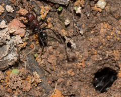 Camponotus judithmorrisae