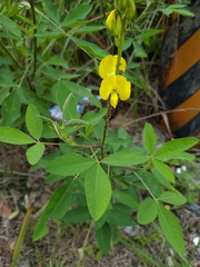 Crotalaria micans