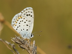 Pseudophilotes vicrama