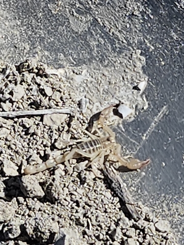 Northern Scorpion