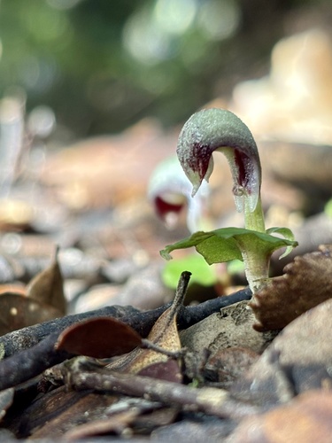 Spurred Helmet Orchid