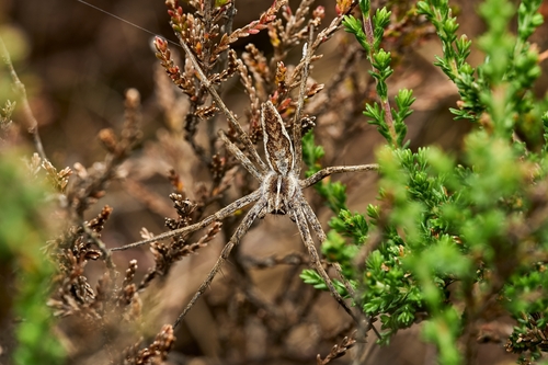 European Nursery Web spider