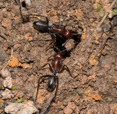Camponotus judithmorrisae