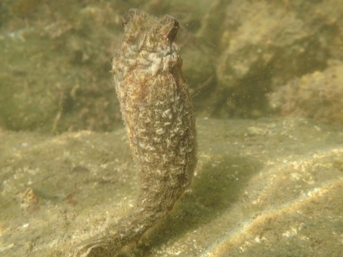 Stalked Sea Squirt, photo 6 of 10