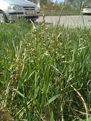 Anthoxanthum glabrum