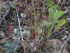 Leptosiphon ambiguus