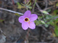 Leptosiphon ambiguus