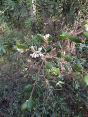 Grevillea mucronulata