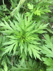 Artemisia princeps