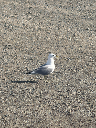 Short-billed Gull