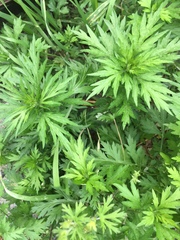 Artemisia princeps