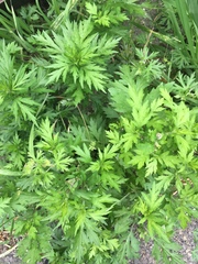 Artemisia princeps