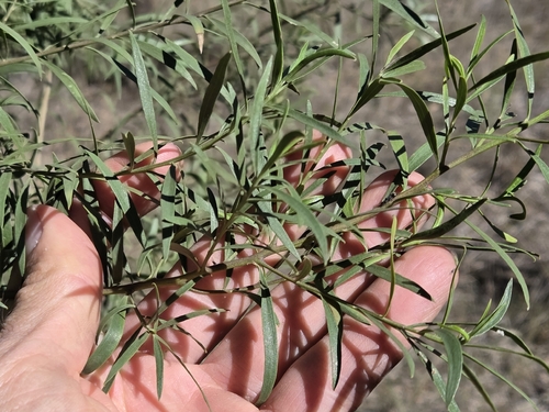 Bastard Sandalwood