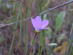 Leptosiphon ambiguus