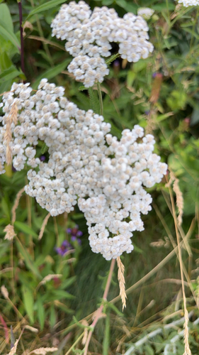 common yarrow