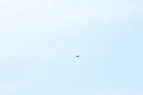 iNaturalist observation photo of Tree Swallow