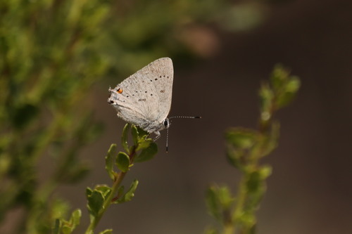 iNaturalist observation photo of Dryope Hairstreak