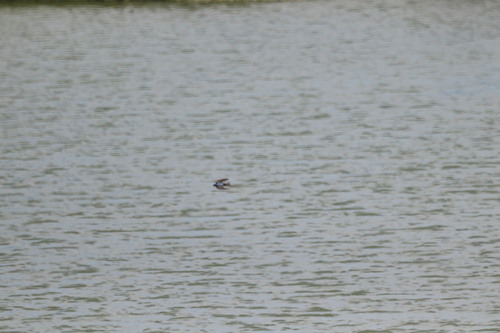 iNaturalist observation photo of Tree Swallow