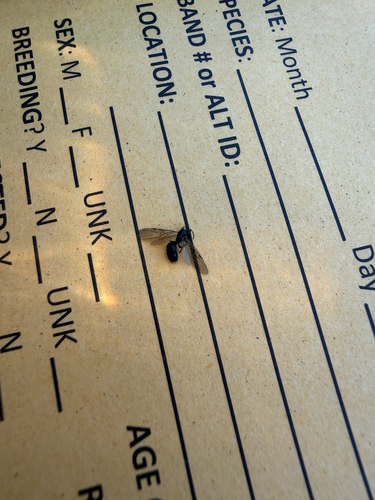 iNaturalist observation photo of Winged and Once-winged Insects