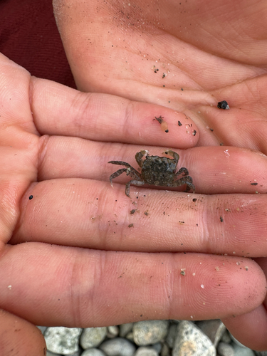 Yellow Shore Crab