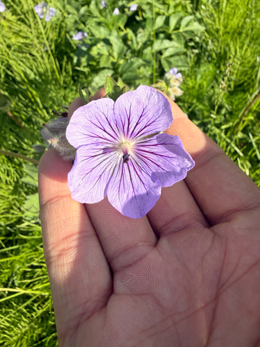 woolly cranesbill
