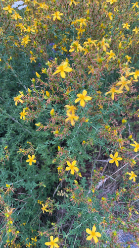 Common St. John's Wort