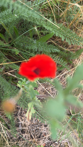 common poppy