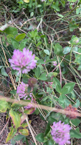 Red Clover