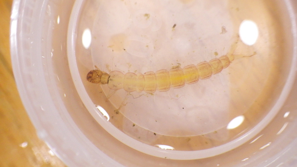 Polycentropus confusus