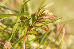 Sanguisorba officinalis