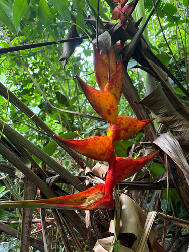 Heliconia champneiana