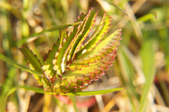 Sanguisorba officinalis