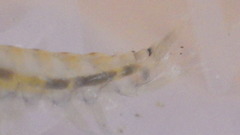 Gammarus fasciatus
