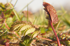 Sanguisorba officinalis