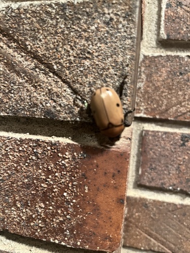 Grapevine Beetle