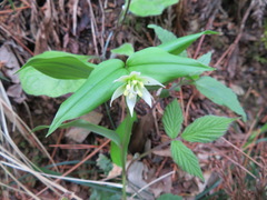 Disporum smilacinum