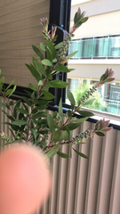 Melaleuca citrina