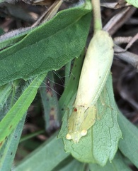 Sinomantis denticulata