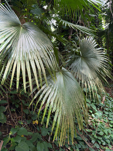 Livistona chinensis observed 2026-07-03