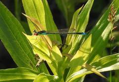 Enallagma antennatum