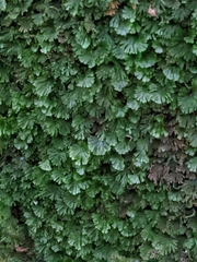 Crepidomanes minutum
