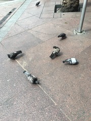 Columba livia